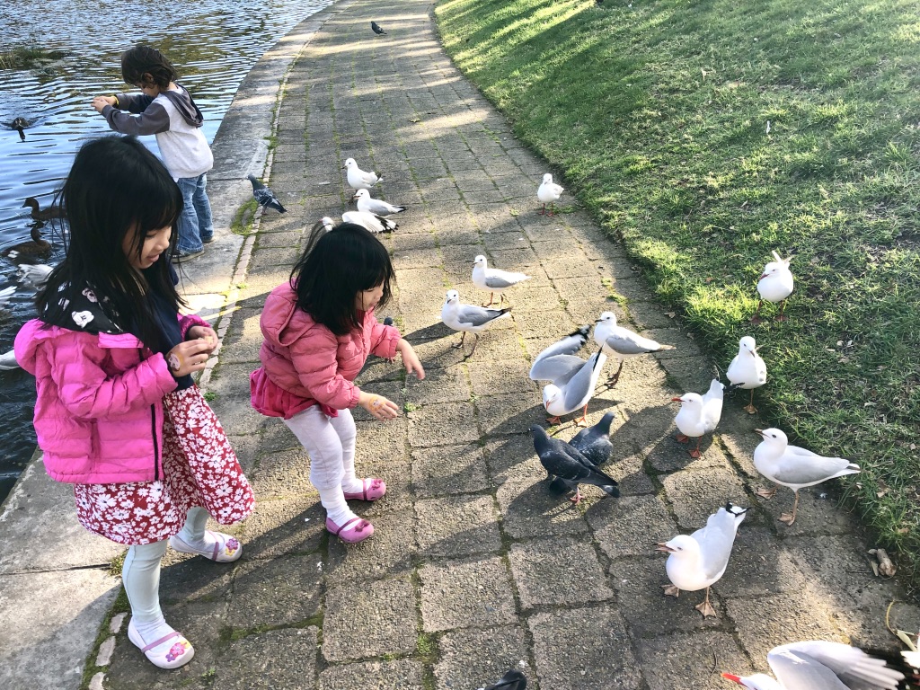 Birds in Victoria Park